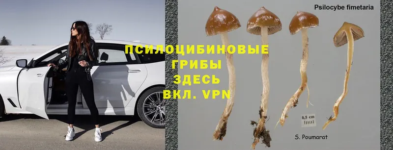 Псилоцибиновые грибы MAGIC MUSHROOMS Глазов